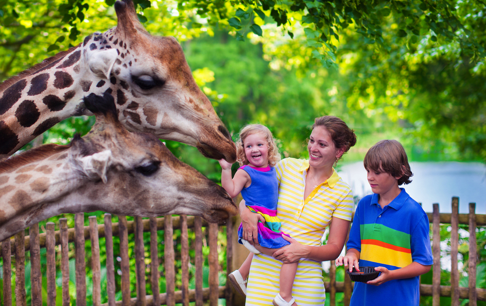 Family feeding giraffe in a zoo