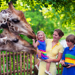 Family feeding giraffe in a zoo
