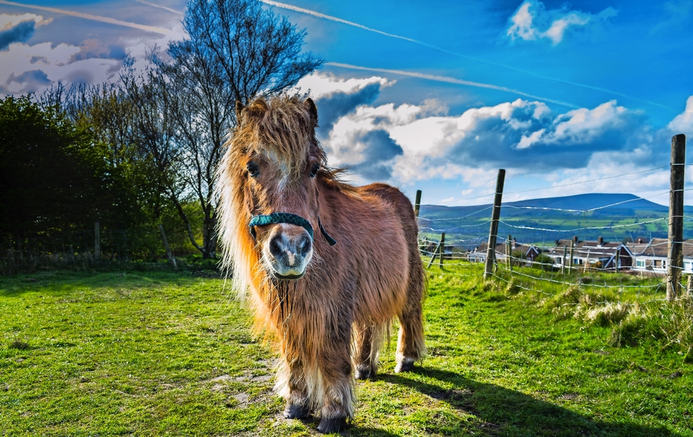 Shetlandpony