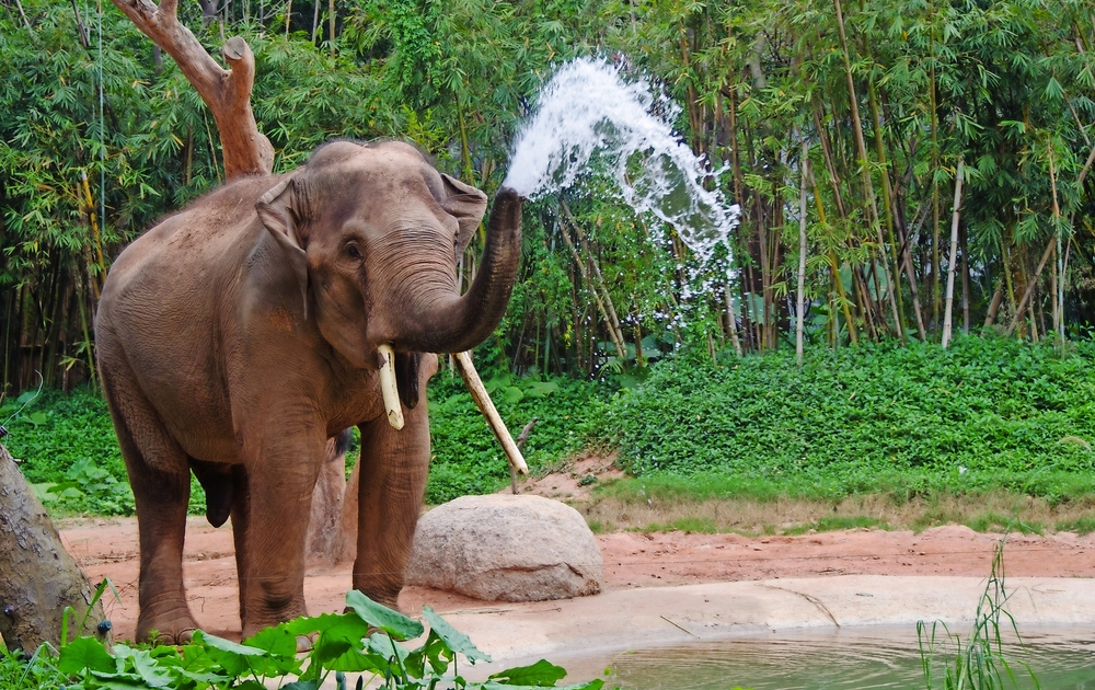 Elefant machen Wasserspray - Naturdusche