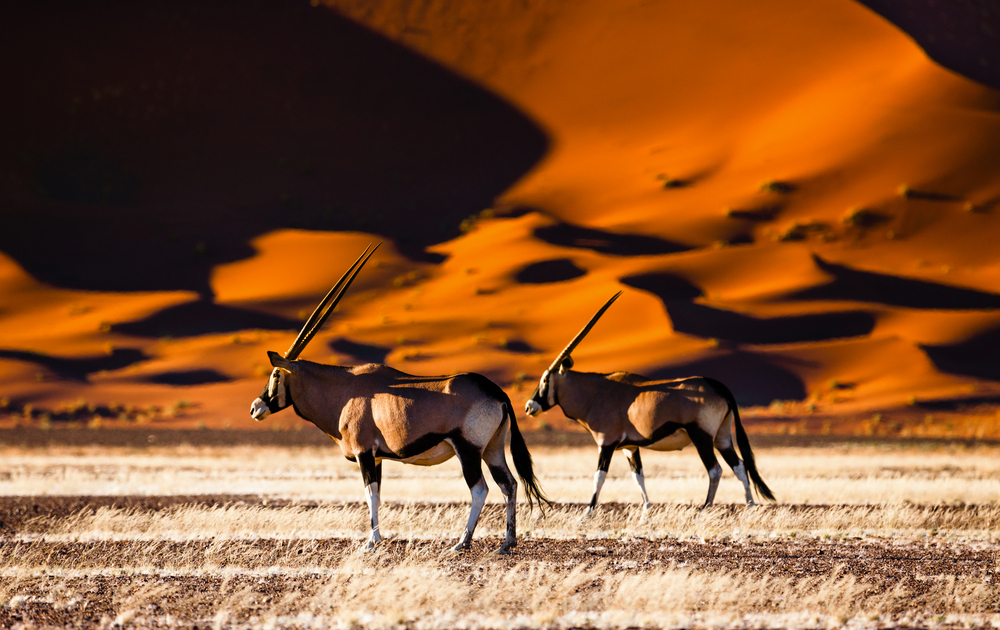 Oryx in Sossusvlei - Namibia