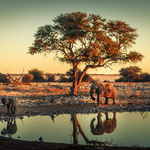 Elefantenjunges an einer Wasserstelle im Etosha Nationalpark