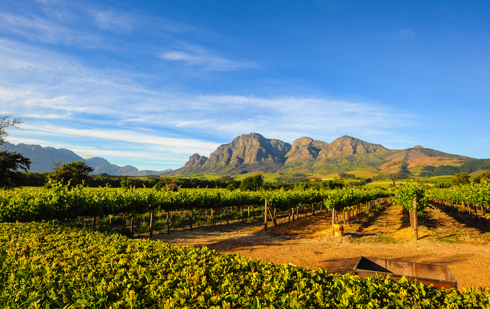Stellenbosch Weinberge