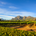 Stellenbosch Weinberge