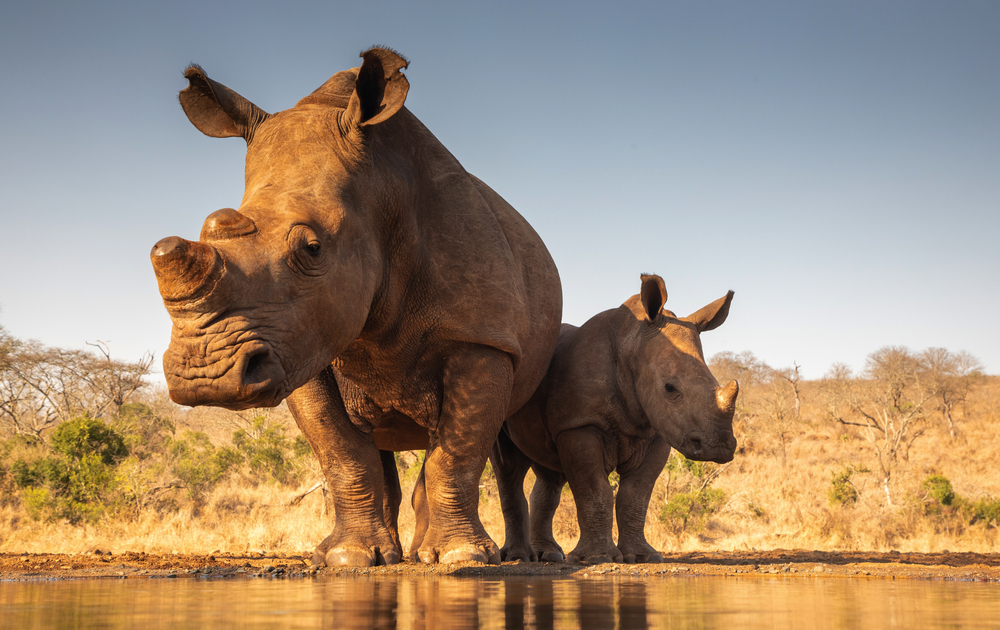 Nashornmutter und -baby im Kruger Nationalpark