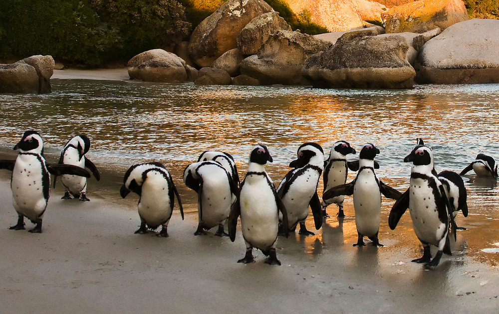 Afrikanische Pinguine am Boulders Beach