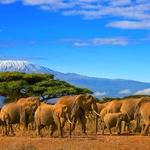 Elefantenherde vor dem Kilimandscharo in Tansania