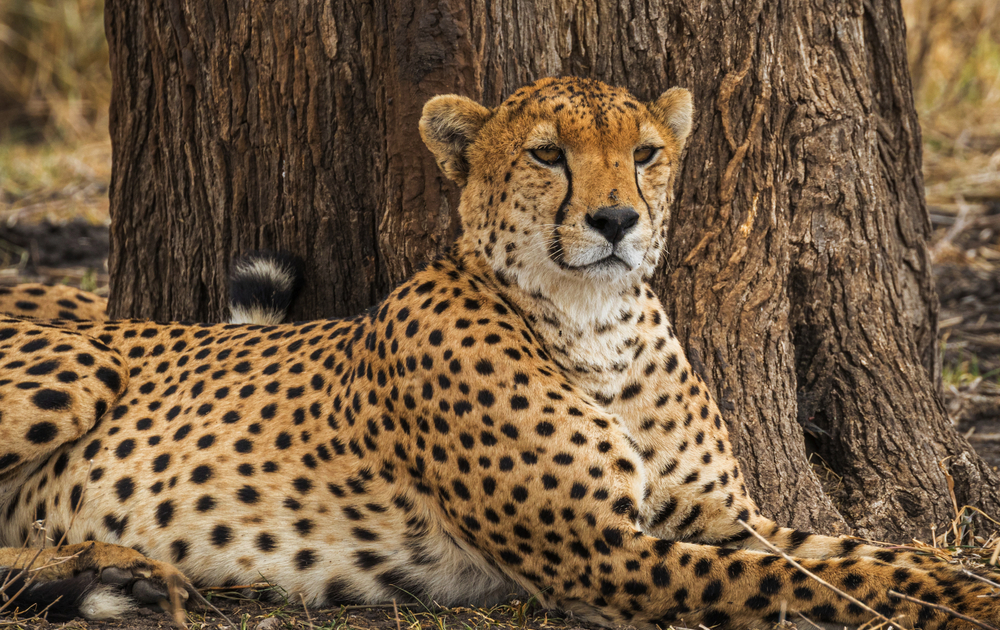 ruhender Gepard im Tarangire Nationalpark
