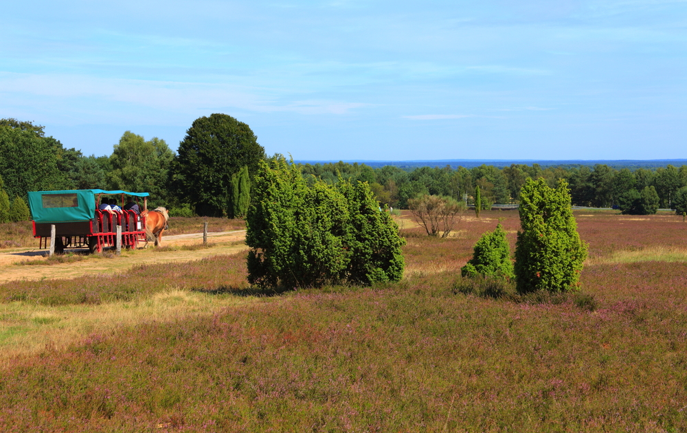 Kutschfahrt in der Lüneburger Heide
