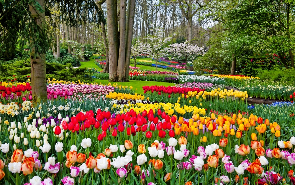 Keukenhof in den Niederlanden