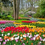 Keukenhof in den Niederlanden