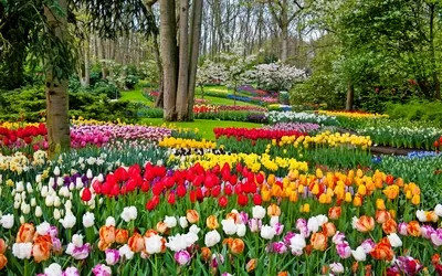 Keukenhof in den Niederlanden