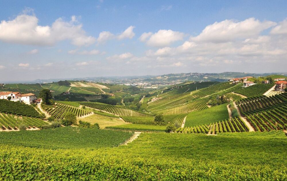 vineyards