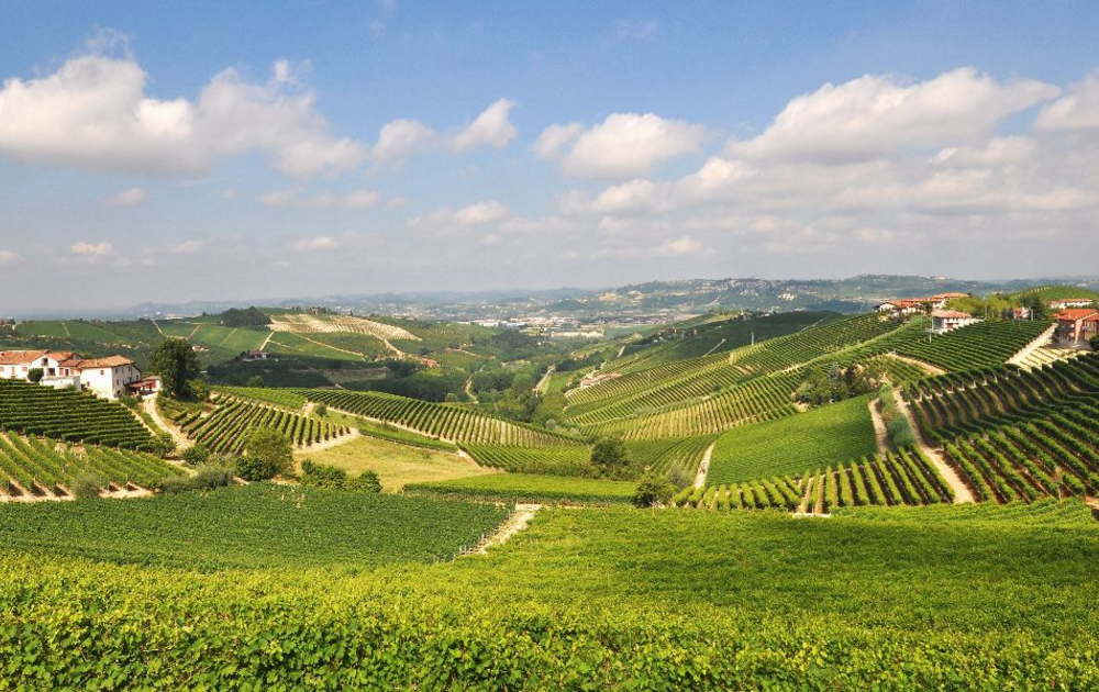 vineyards