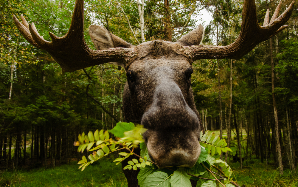 Elch im Wald