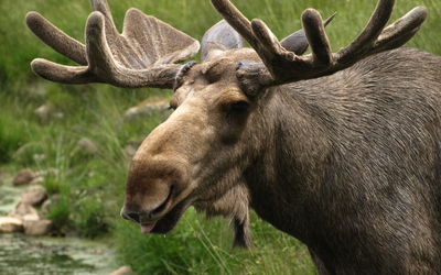 Elch mit großen Geweihen steht in einer grünen Wiesenlandschaft nahe einem kleinen Wasserlauf.