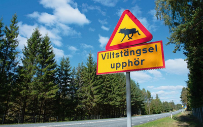 Straßenschild in Schweden warnt vor Elchen, Straße und Wald im Hintergrund